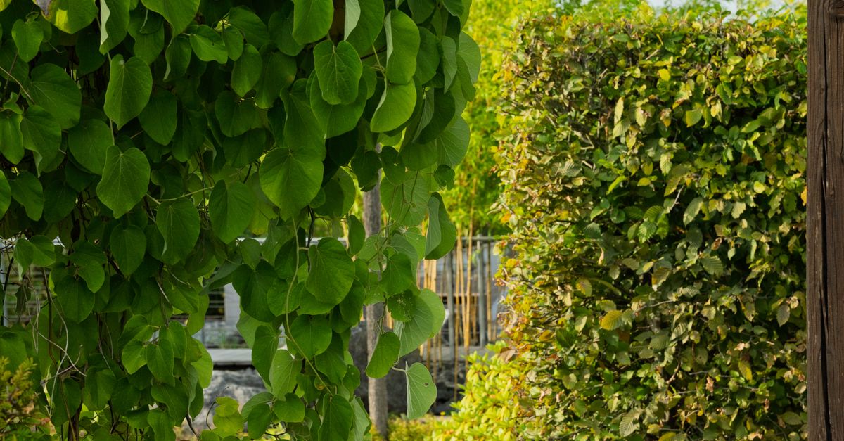 Landscaping on a Budget: Design and Transform Your Outdoor Space