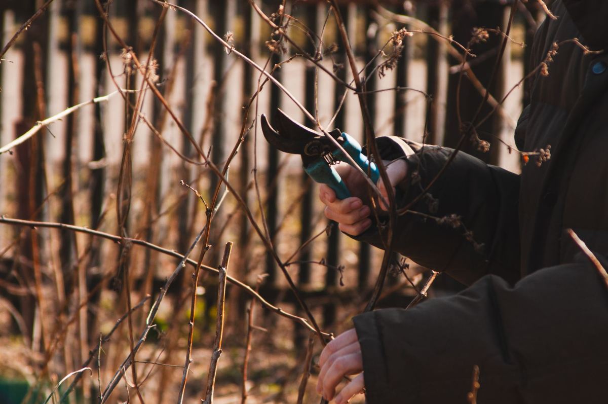 Seasonal Garden Care: Spring, Summer, Fall, and Winter Maintenance Guide