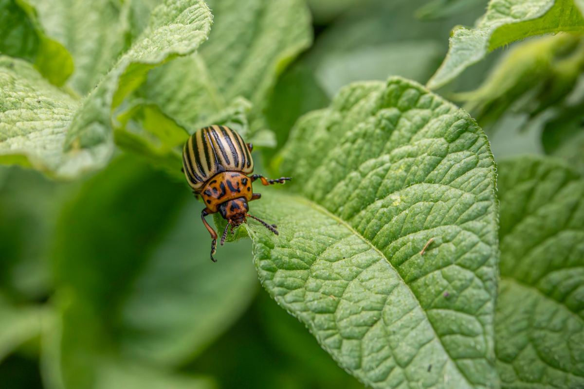 Pest and Disease Management Naturally: Protect Plants Without Chemicals