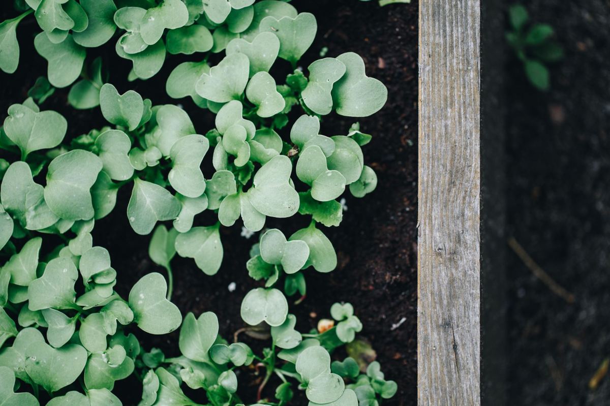 Growing Vegetables at Home: From Planting to Harvest