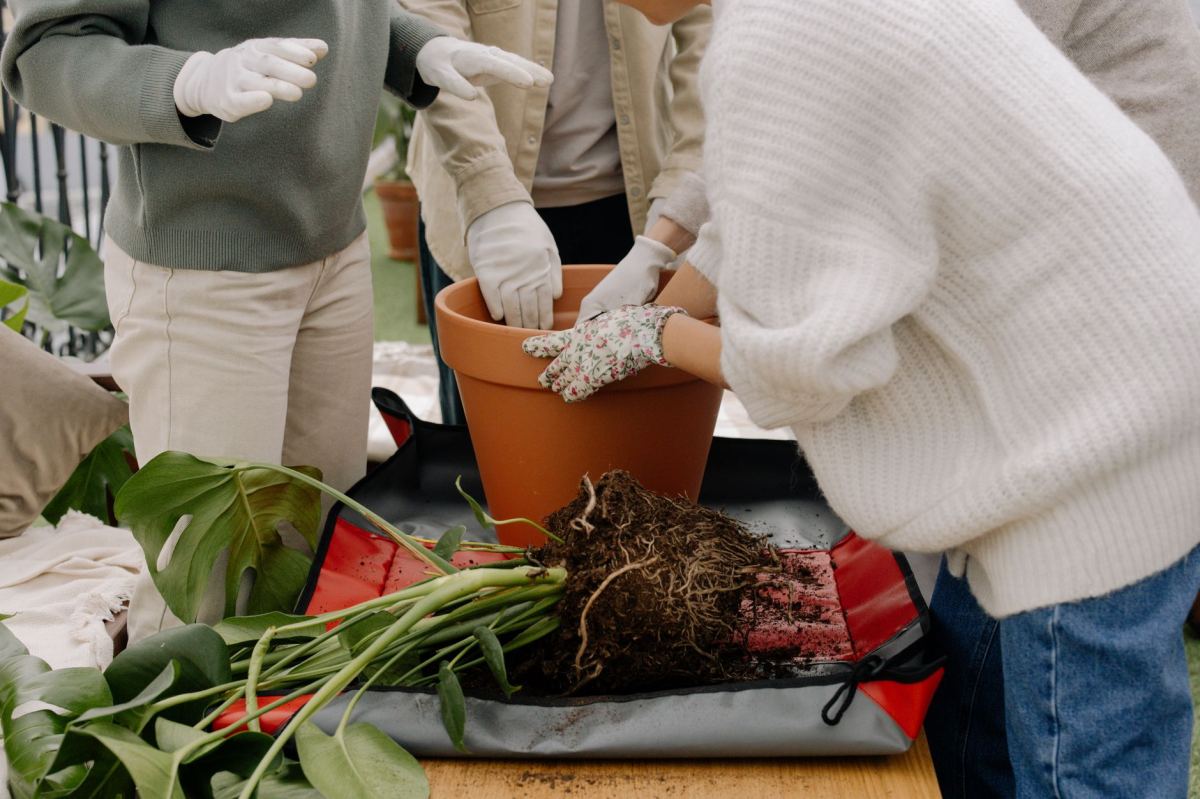 Container Gardening Mastery: Growing Plants in Pots and Planters